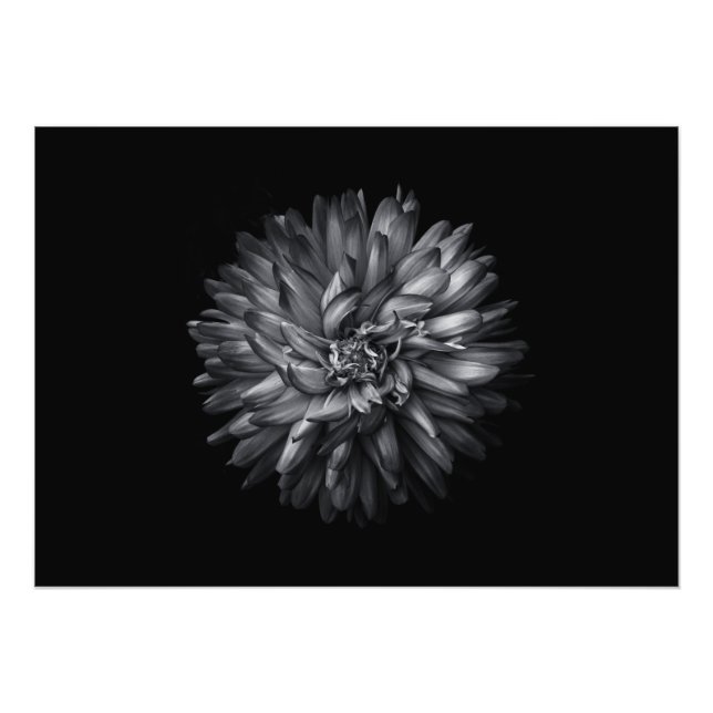 Foto Flores De Quintal A Preto E Branco 20 (Frente)