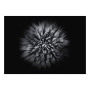 Foto Flores De Quintal A Preto E Branco, Fluxo 68