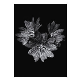 Foto Flores De Quintal A Preto E Branco N.O 11