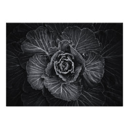 Foto Flores De Quintal A Preto E Branco No 108