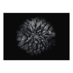 Foto Flores De Quintal A Preto E Branco No 68