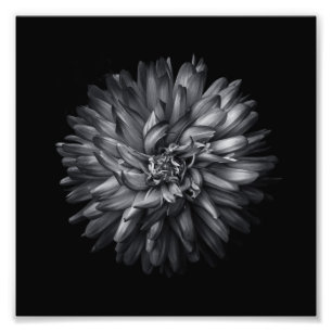 Foto Flores De Quintal Em Preto E Branco 20