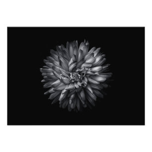 Foto Flores De Quintal Em Preto E Branco 20