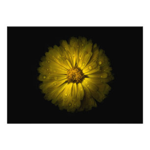 Foto Flores De Quintal Sem Versão De 10 Cores