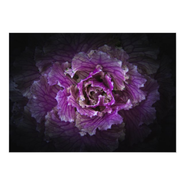 Foto Flores De Quintal Sem Versão De 42 Cores (Frente)