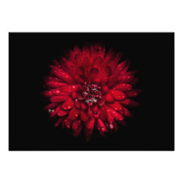 Foto Flores De Quintal Sem Versão De 45 Cores