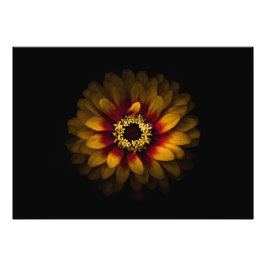 Foto Flores De Quintal Sem Versão De 69 Cores