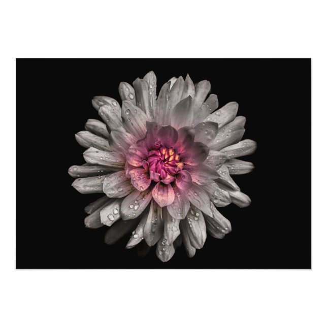 Foto Flores De Quintal Sem Versão De Cor 91 (Frente)