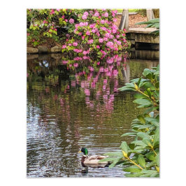 Foto Flores de Rododendro Rosa Reflexo na Água