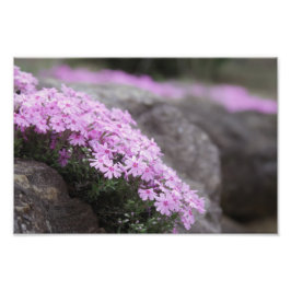 Foto Flores de rosa cor-de-rosa / Phlox