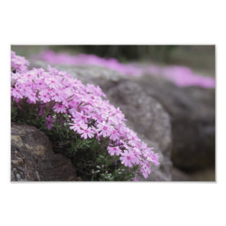 Foto Flores de rosa cor-de-rosa / Phlox