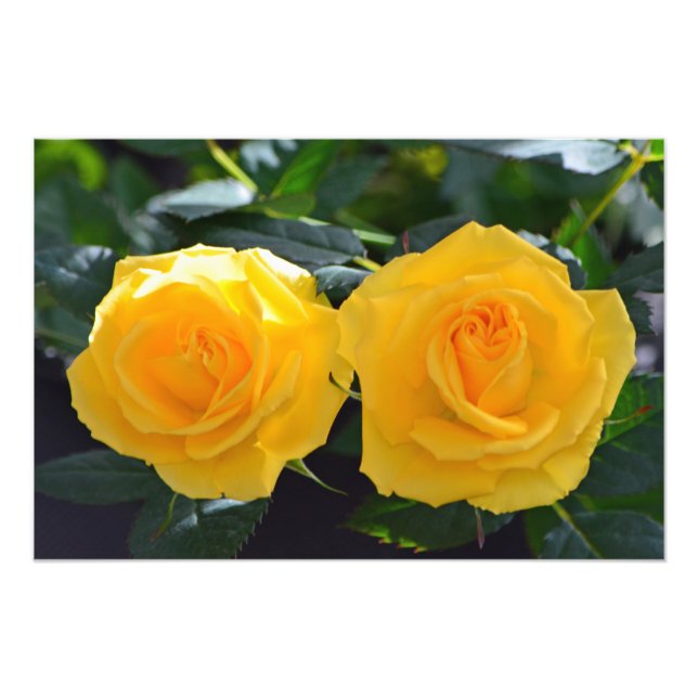 Foto flores de rosa dupla, muito belas e frescas (Frente)