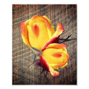 Foto Flores de Rosebud Amarelas no Quadro 8x10
