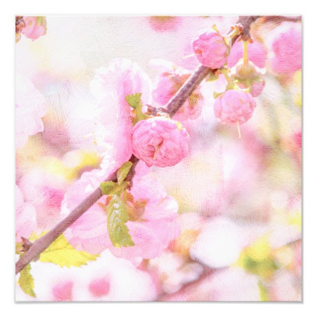Foto Flores de sakura rosa - Flor de cerejeira japonesa (Frente)