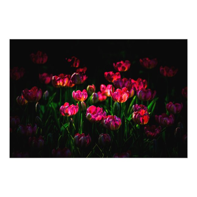 Foto Flores de tulipa rosa (Frente)