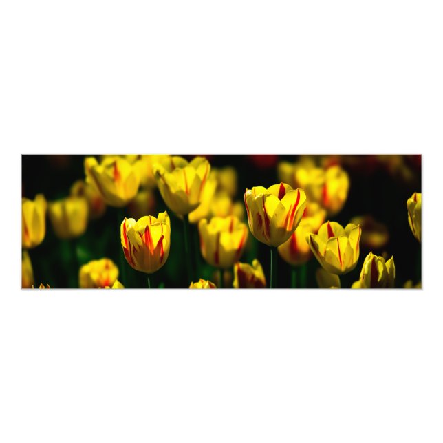 Foto Flores de tulipas amarelas (Frente)