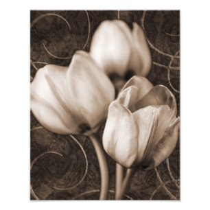 Foto Flores de Tulipas brancas Sepia Preto Fundo floral