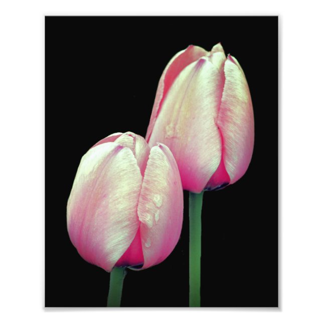 Foto Flores de Tulipas Rosa 8x10 (Frente)