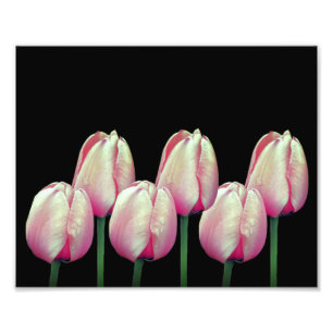 Foto Flores de Tulipas Rosa 8x10
