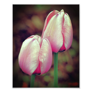 Foto Flores De Tulipas Rosa Com Gotas De Rainha 8x10