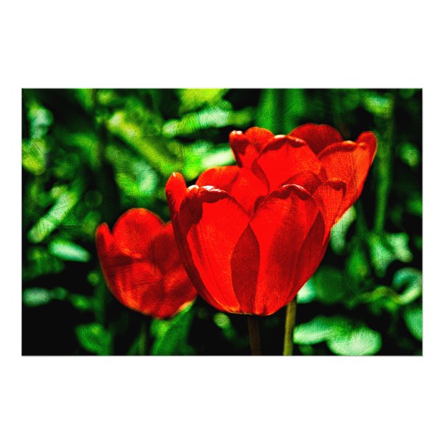 Foto Flores de tulipas vermelhas (Frente)
