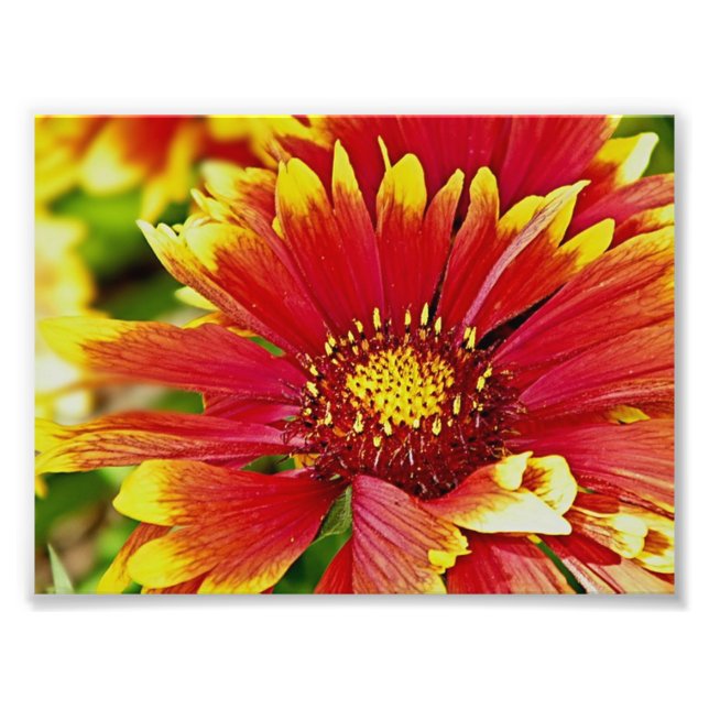 Foto Flores de verão vermelho e amarelo (Frente)