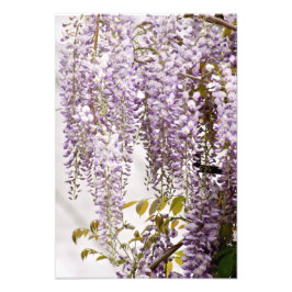 Foto Flores de Wisteria 1