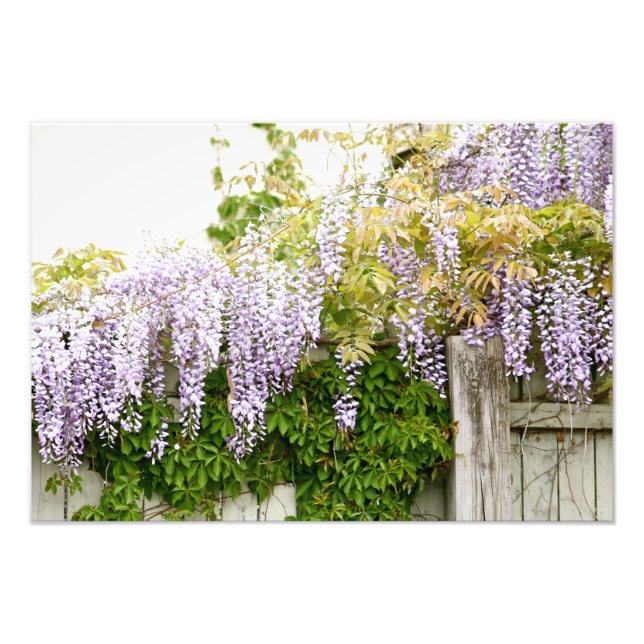 Foto Flores de Wisteria 3 (Frente)