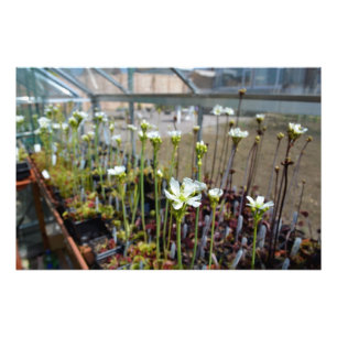 Foto Flores do Flytrap de Venus