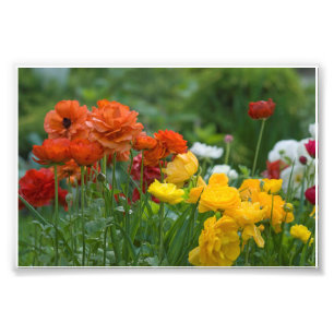 Foto Flores do jardim
