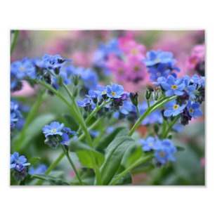 Foto Flores do miosótis