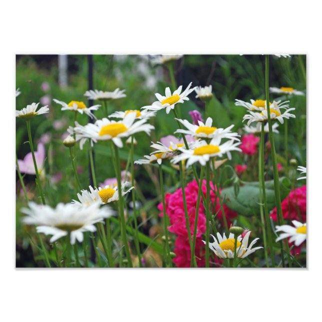 Foto Flores do mundo (Frente)