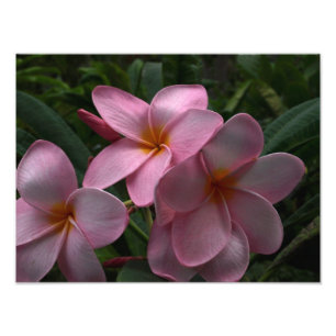 Foto Flores do Plumeria