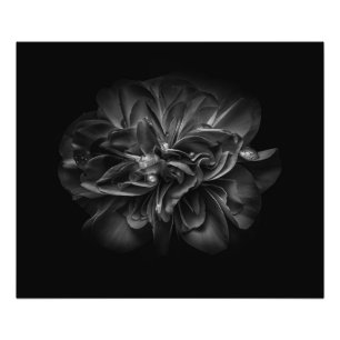 Foto Flores do quintal em 67 preto e branco
