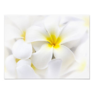 Foto Flores florais do Frangipani branco da flor do