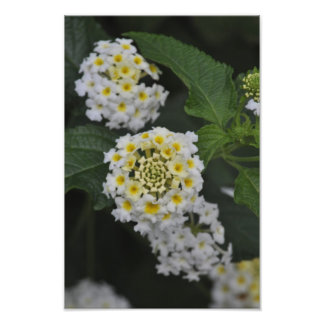 Foto Flores - Flores