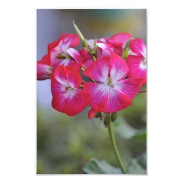 Foto Flores, Flores (Frente)