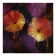 Flores Gloriosas da Manhã