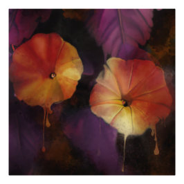 Foto Flores Gloriosas da Manhã