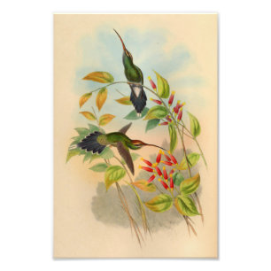 Foto Flores Impressão de Vintage Red Green Hummingbird