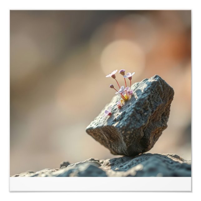 Foto Flores na Rocha (Frente)