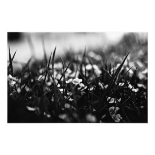 Foto Flores no campo em primavera