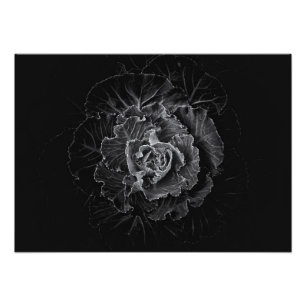 Foto Flores no Quintal em Preto e Branco Nº 100