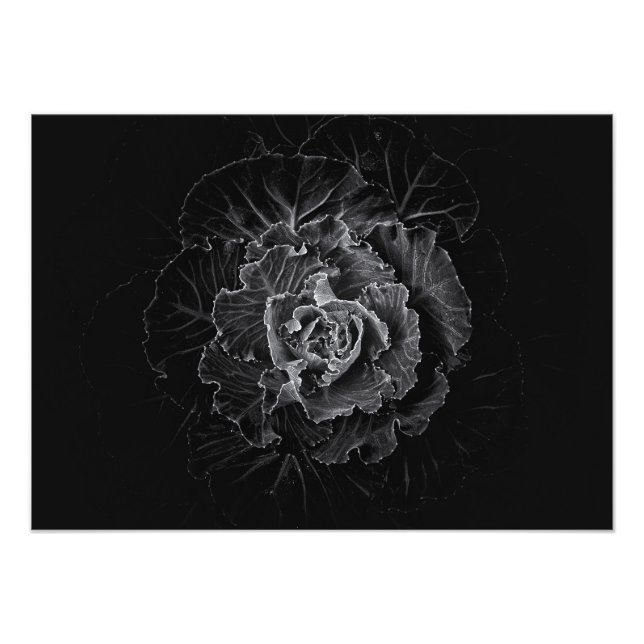 Foto Flores no Quintal em Preto e Branco Nº 100 (Frente)