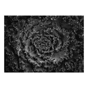 Foto Flores no Quintal em Preto e Branco Nº 107