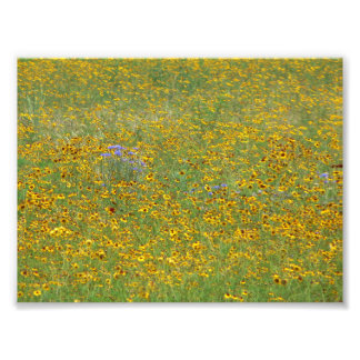 Foto Flores Prairie