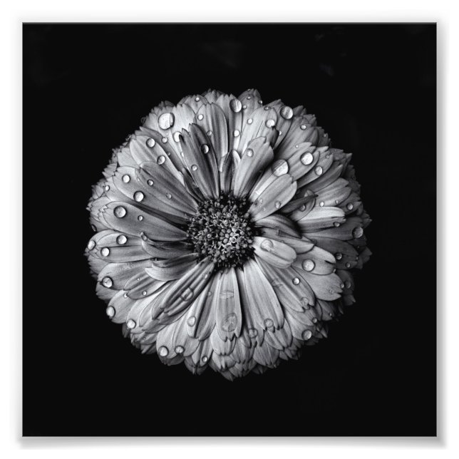 Foto Flores Pretas E Brancas 10 (Frente)