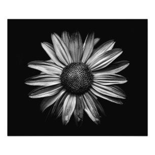 Foto Flores preto e branco 18