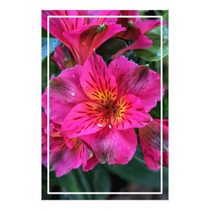 Foto Flores Rosa-79498 Peruana