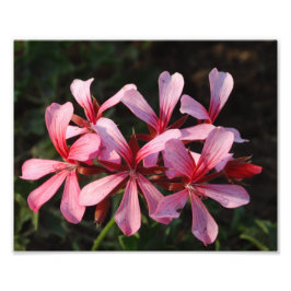 Foto Flores Rosa Brilham Impressão de Papel Fotográfico